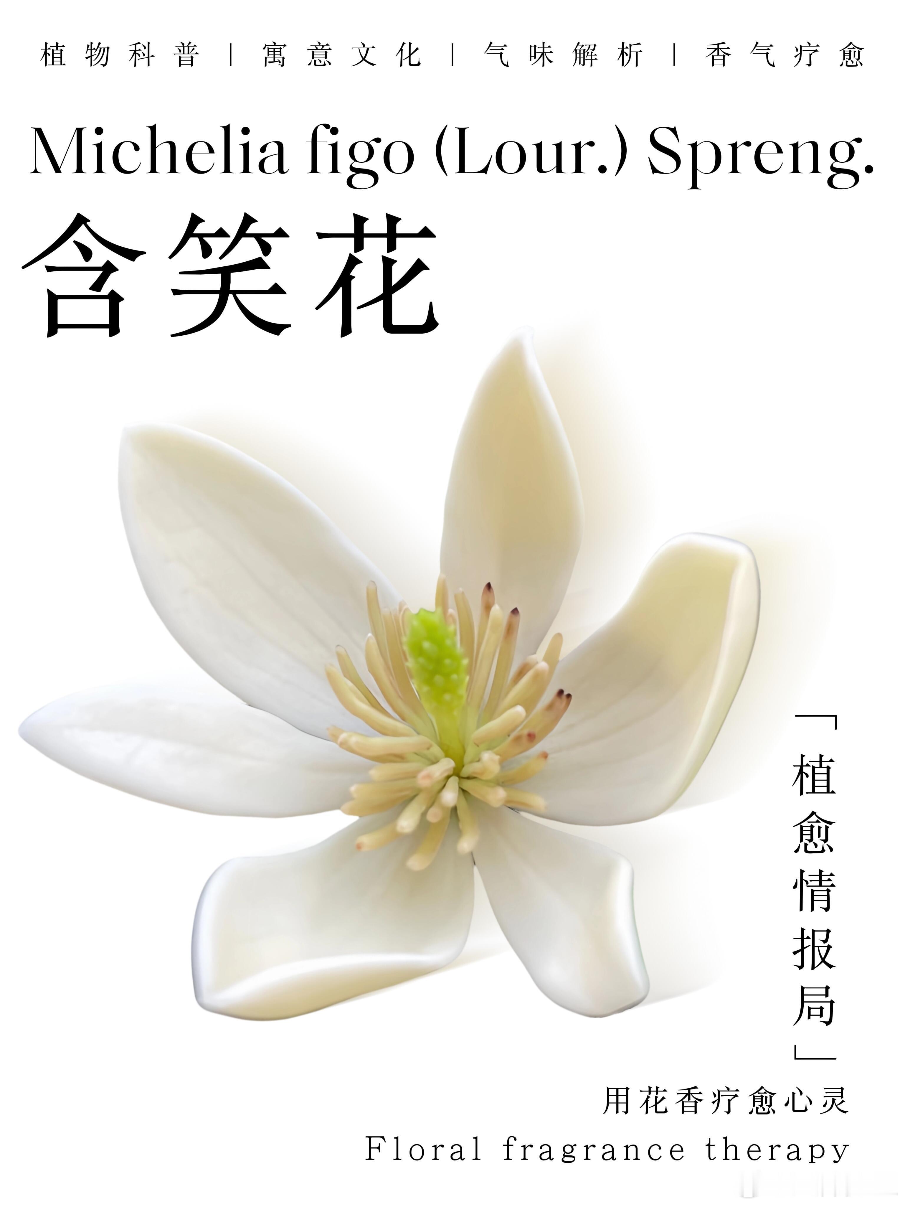 植物观赏 🌸花香科普｜自带“香蕉香”的含笑花，你闻过吗？🍌 一、植物小档案?
