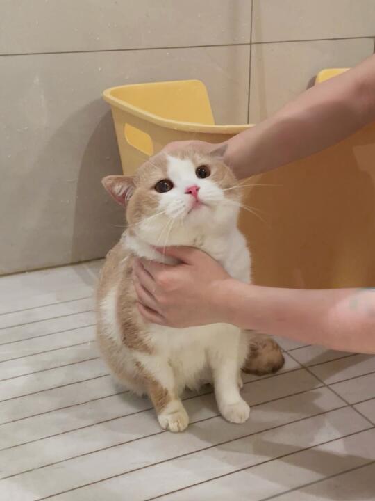 凌晨三点睡不着 起来把猫洗了