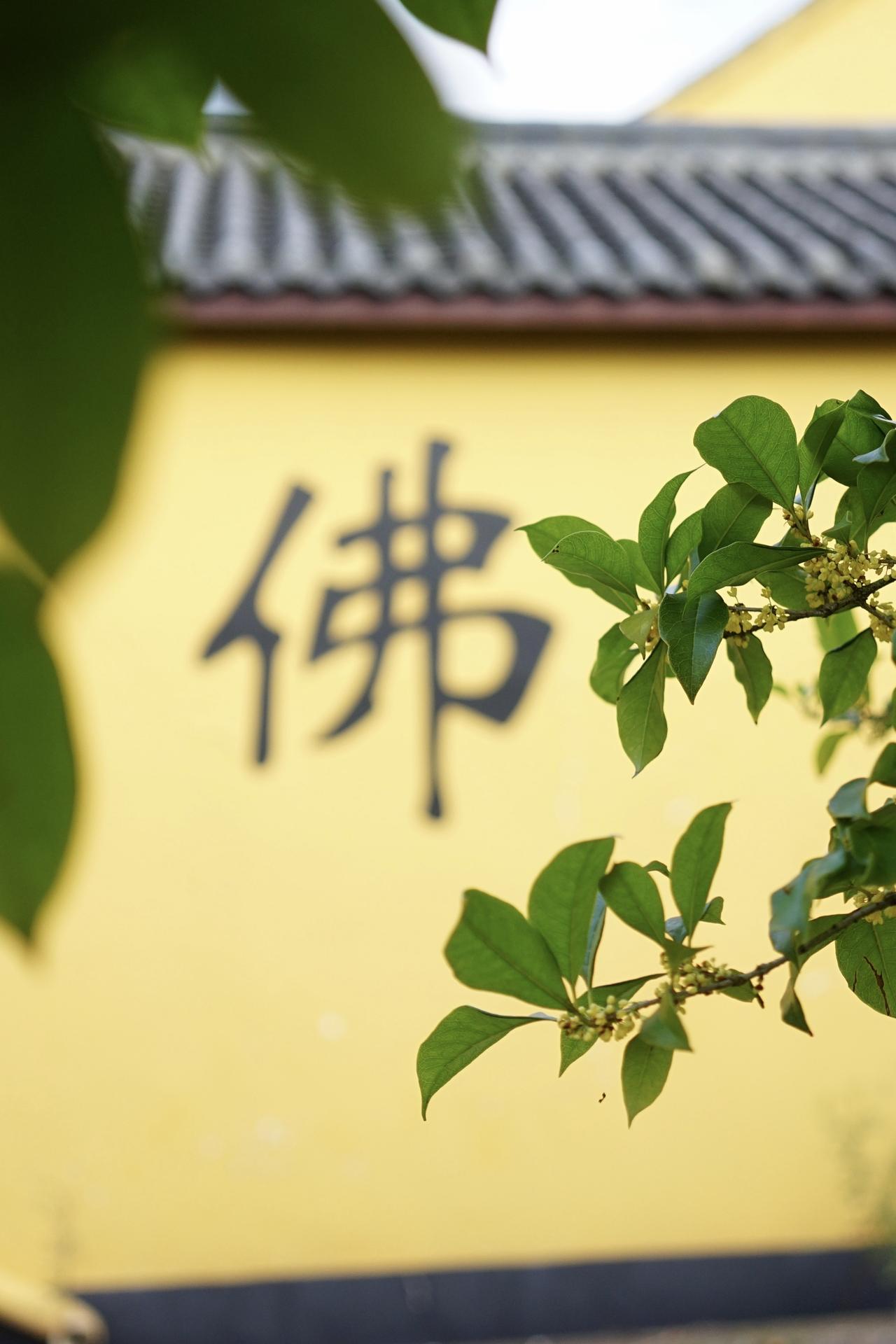 杭州·桂花开了，这个周末注定销魂！桂花一脱壳，就是满城“香水炸弹”，
出门全靠深