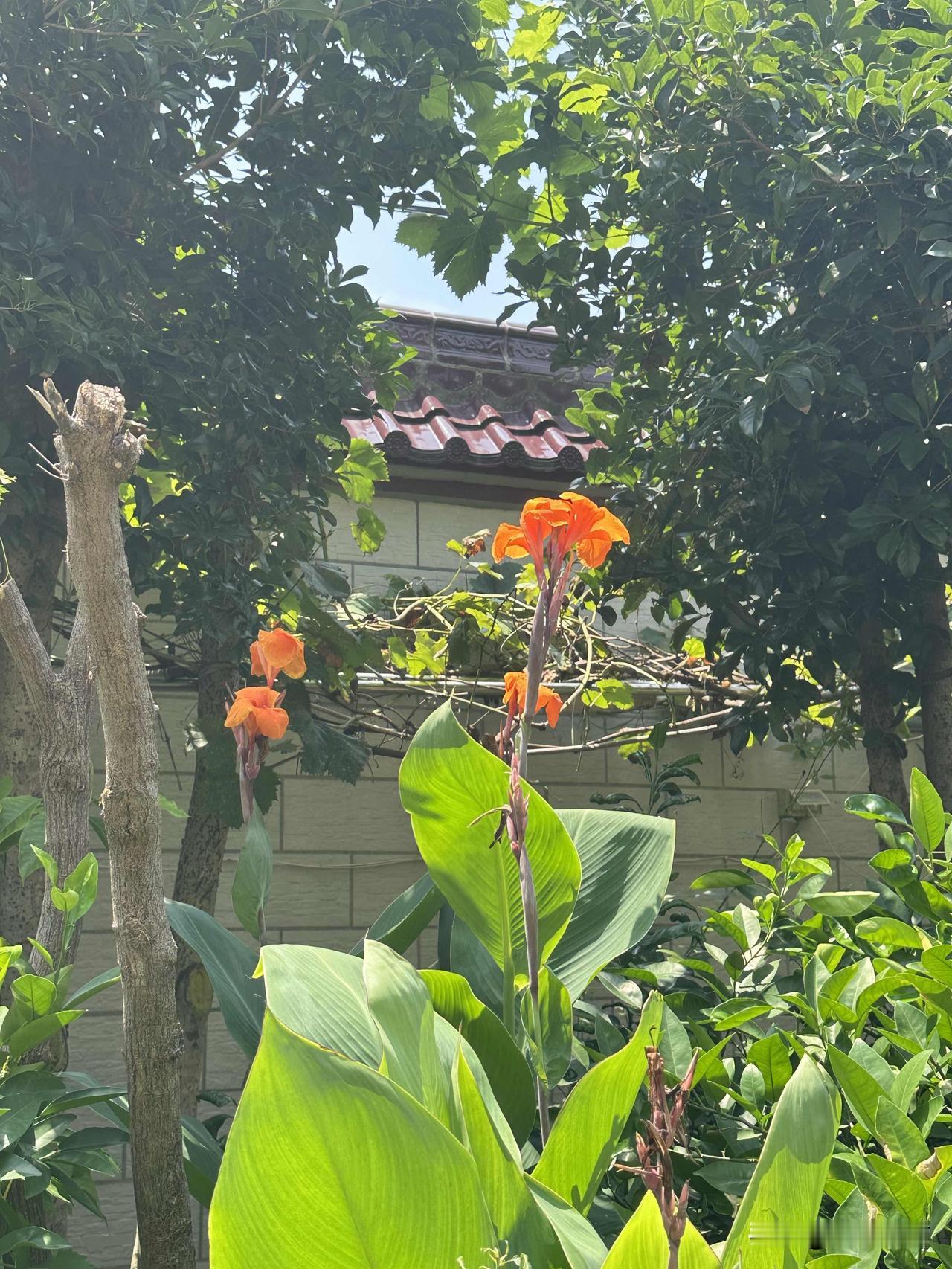 晴日微风，美人蕉舒展橙艳花朵，小院满目青绿，尽享寻常夏日美好。生活随拍