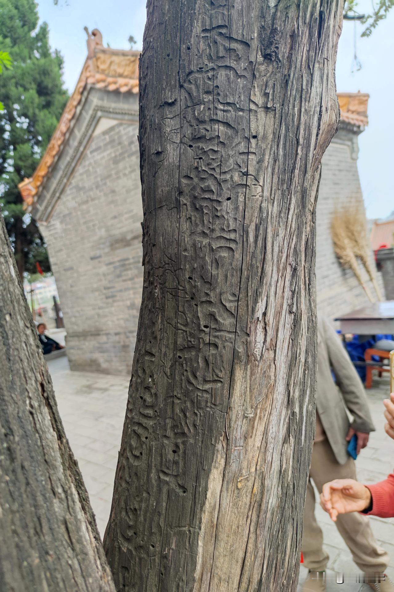 老子故里鹿邑明道宫升仙台，忽现"灵柏天书"！一棵死了多年的古柏，枯而不倒，近日树