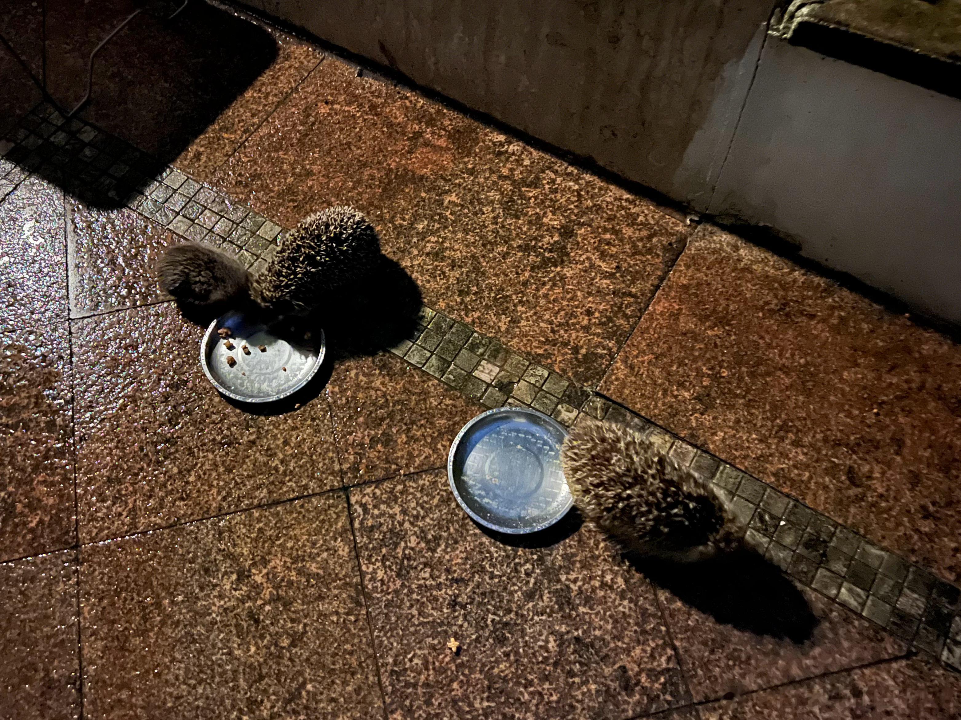 一家三口都来蹭饭就很过分了[怒骂] ​​​