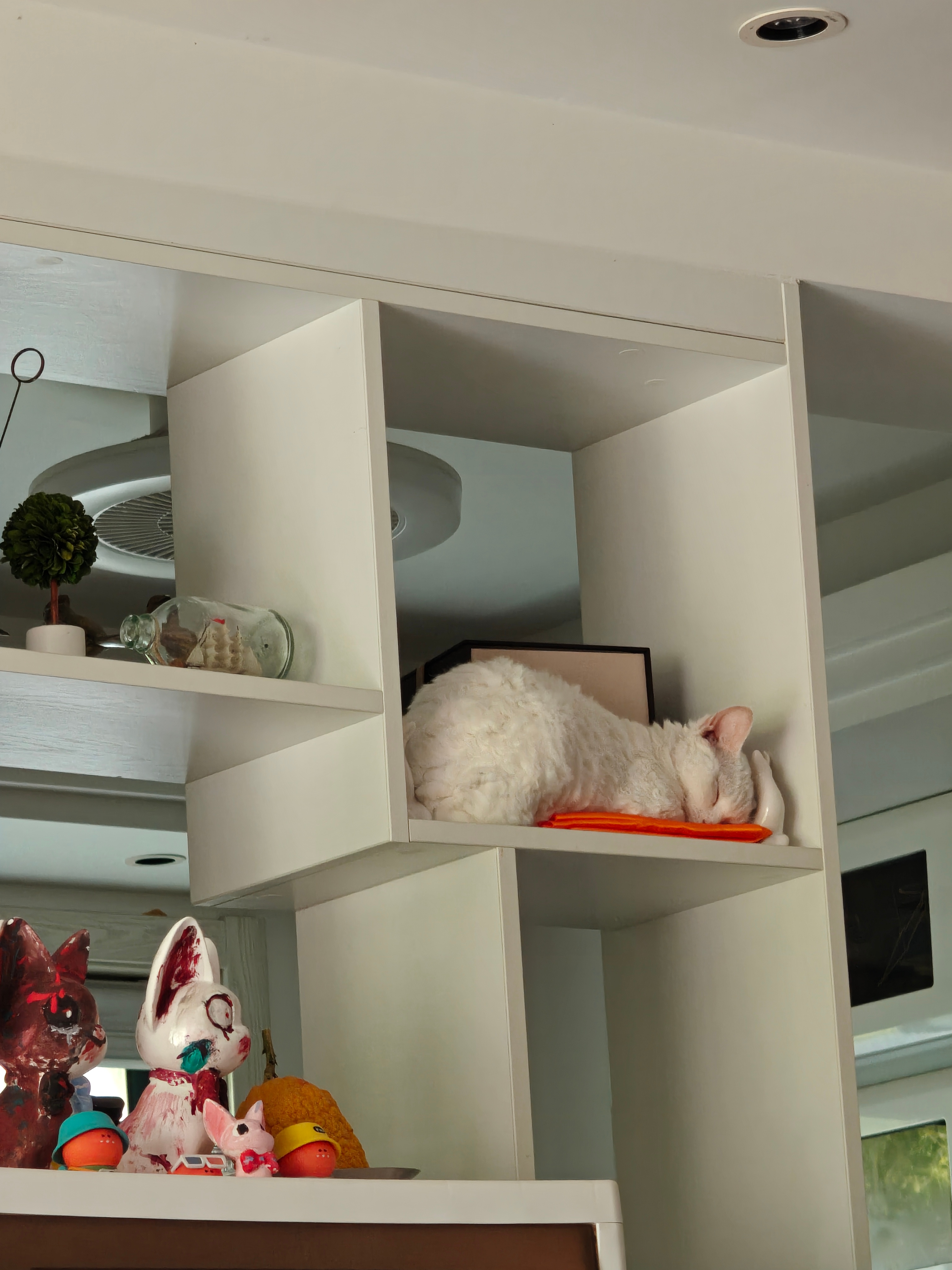 我家的懒猫，走到哪里睡到哪里，羡慕德文卷毛猫