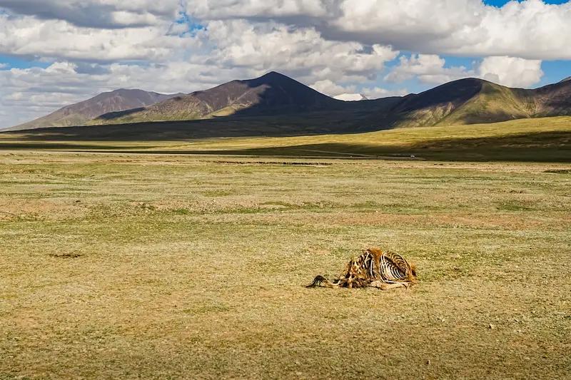 青海玉树发现一只受伤雪豹 27号青海玉树哈秀乡可出大事啦！有居民在野外发现一只受