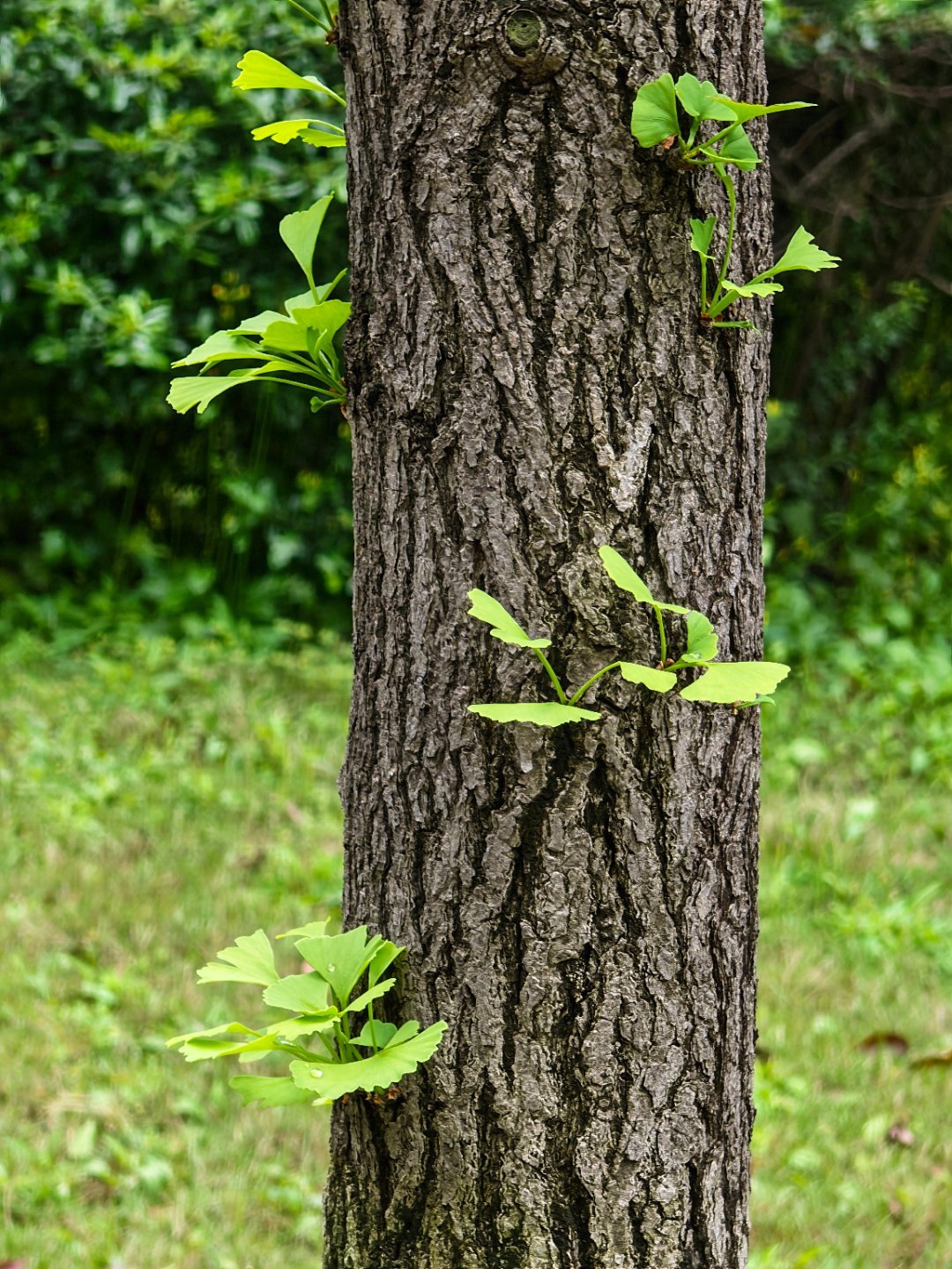 起床搬砖了每天早起打卡