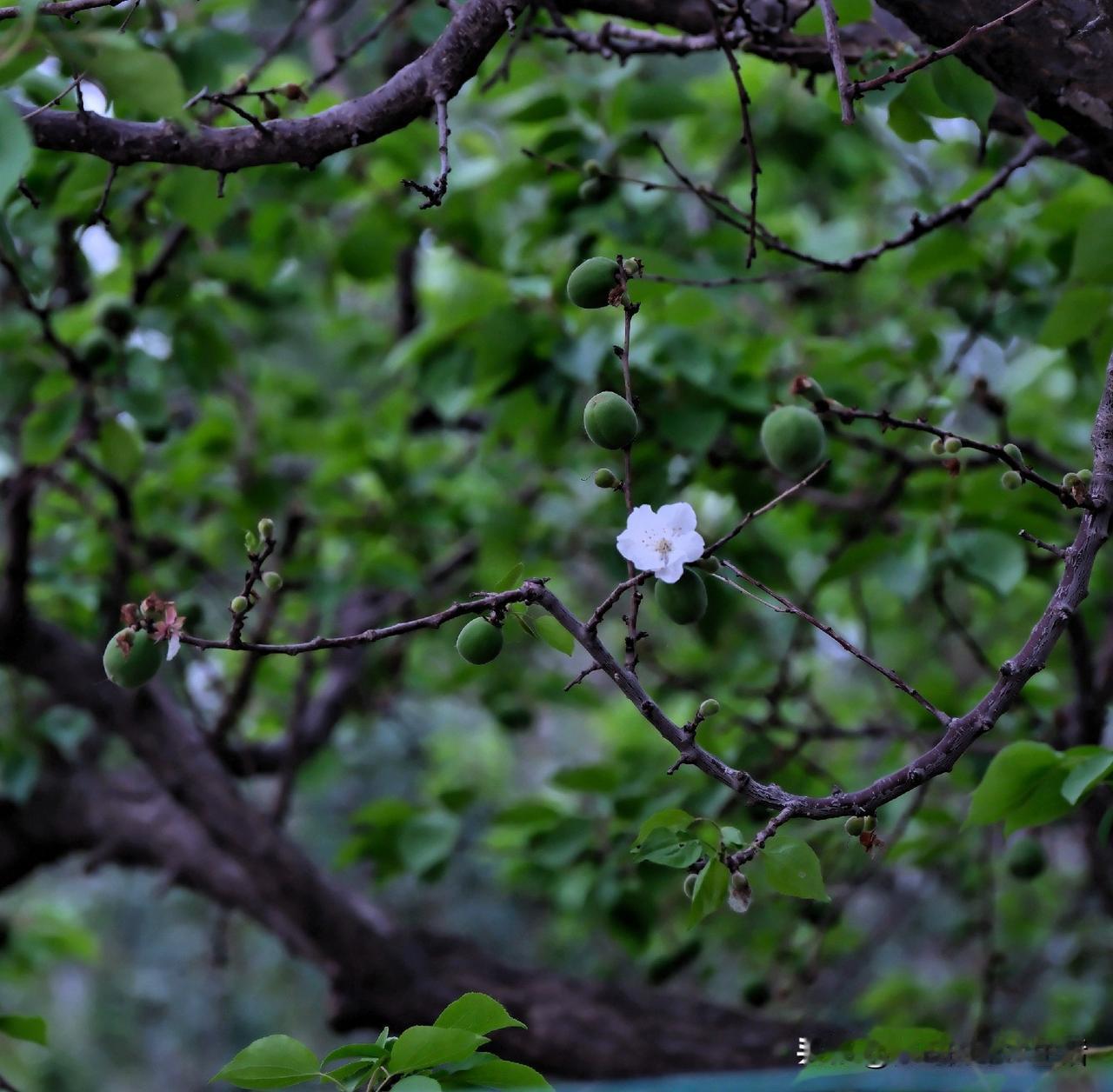 这几日热感冒
不是晚睡就是早醒
睡不好，又有些头晕
好难受
早起，深深的黑眼圈