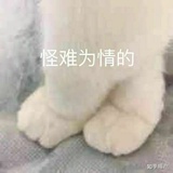 小泰迪侃科技