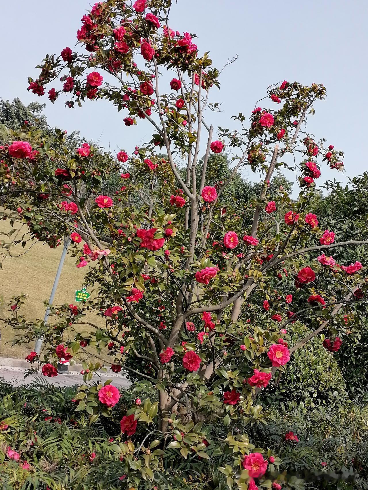 随手一拍美丽的花朵