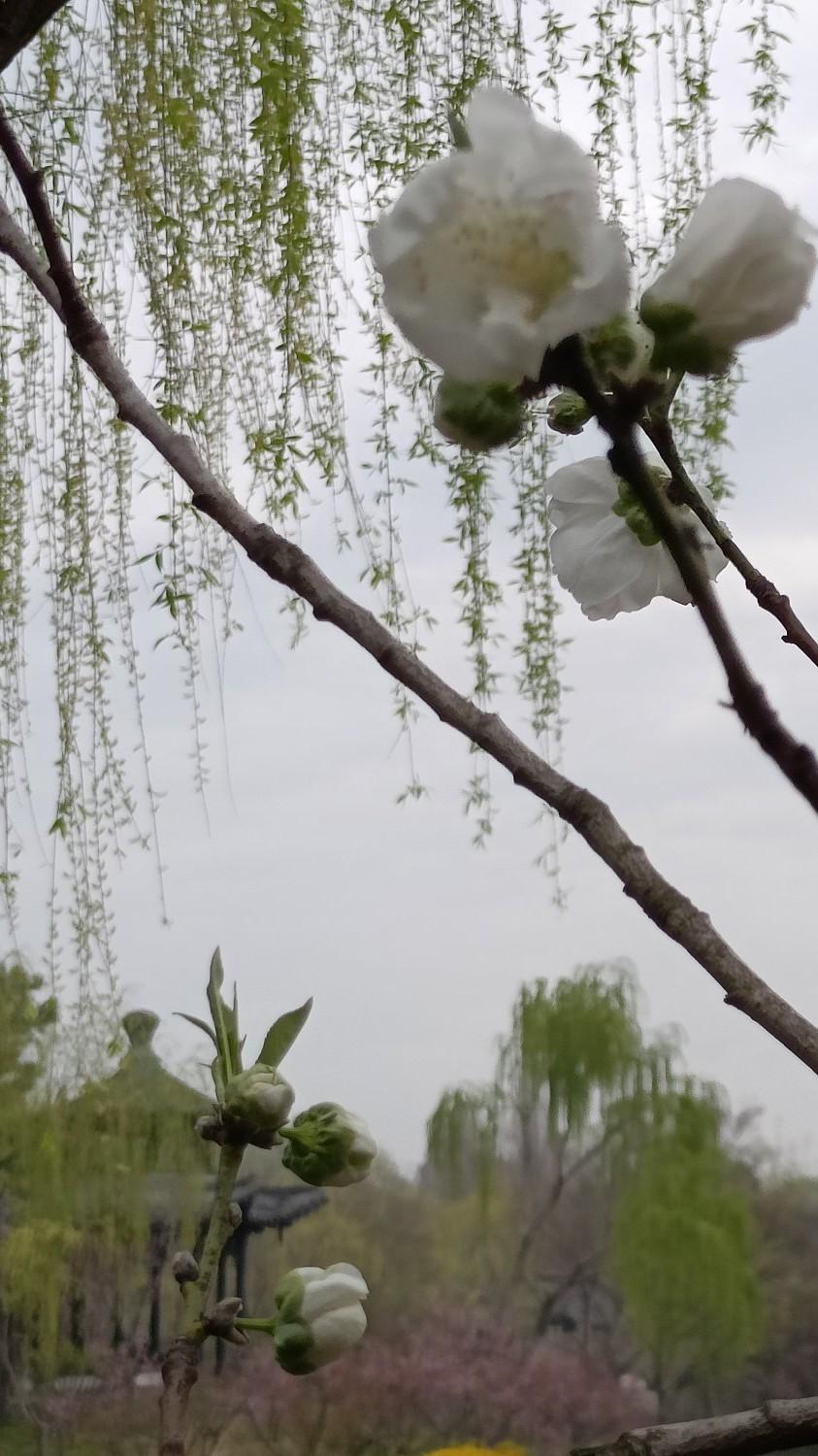 花已开，春已来，跟3月说拜拜，人间来到最美四月天春⽇赏花
