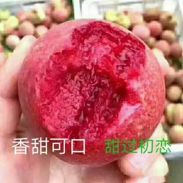 大家好，我是燕子
    血桃已经开始发货了哦，今天是第二天，血桃采摘期特别短，