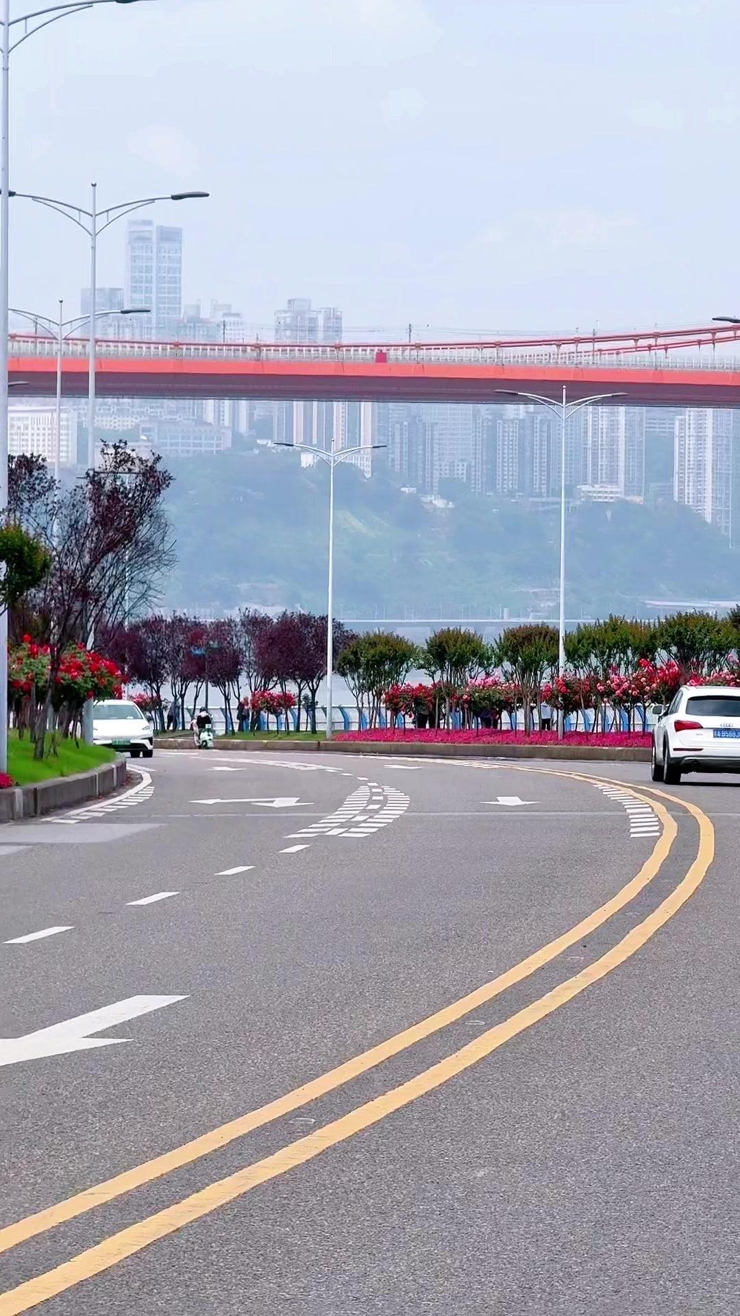 🔥重庆绿化带惊现棒棒糖月季！1️⃣重庆的春天太懂浪漫了，路边绿化带居然种了满街