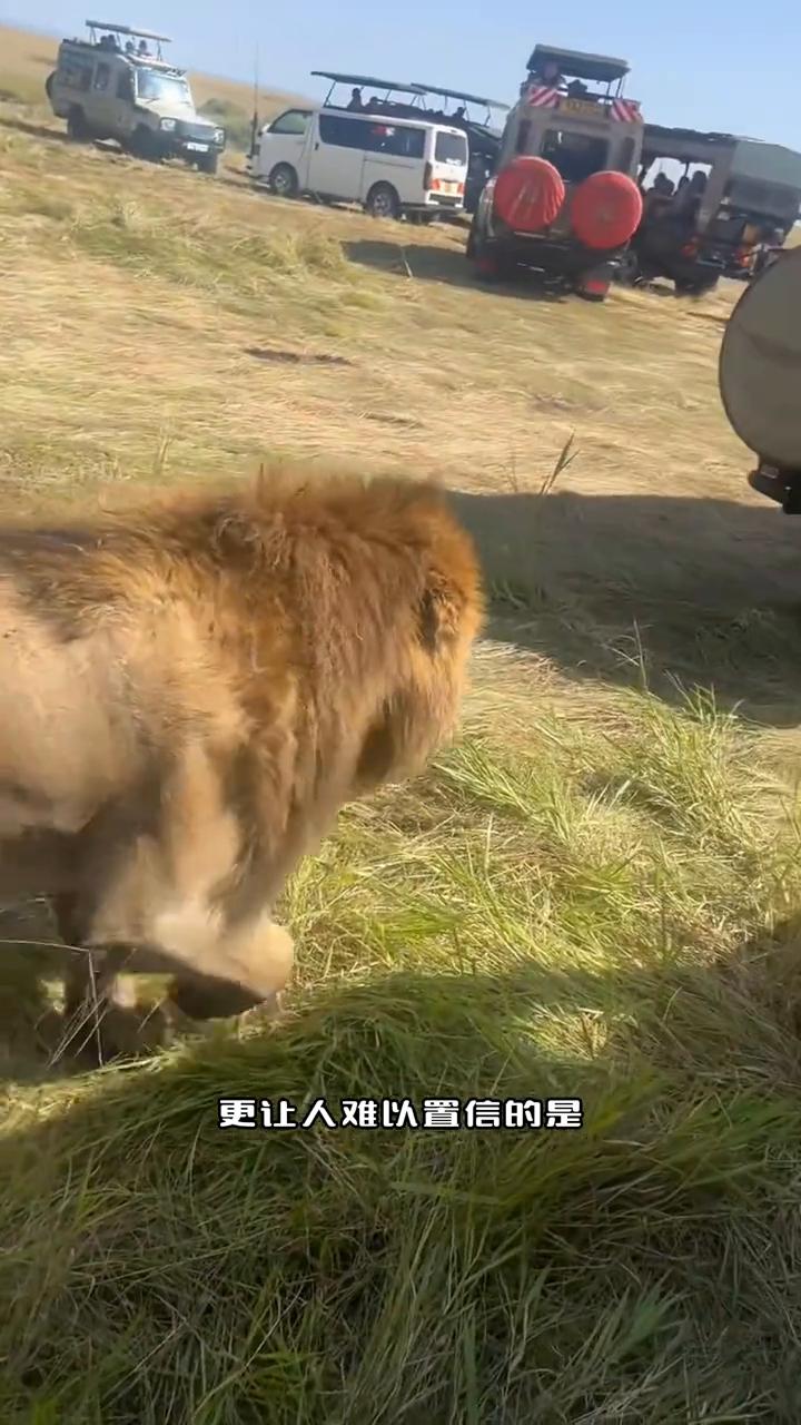 两头狮子缓缓靠近，野生动物园的敞篷观光车距离近得惊人。它们肌肉紧绷，尾巴轻轻扫动