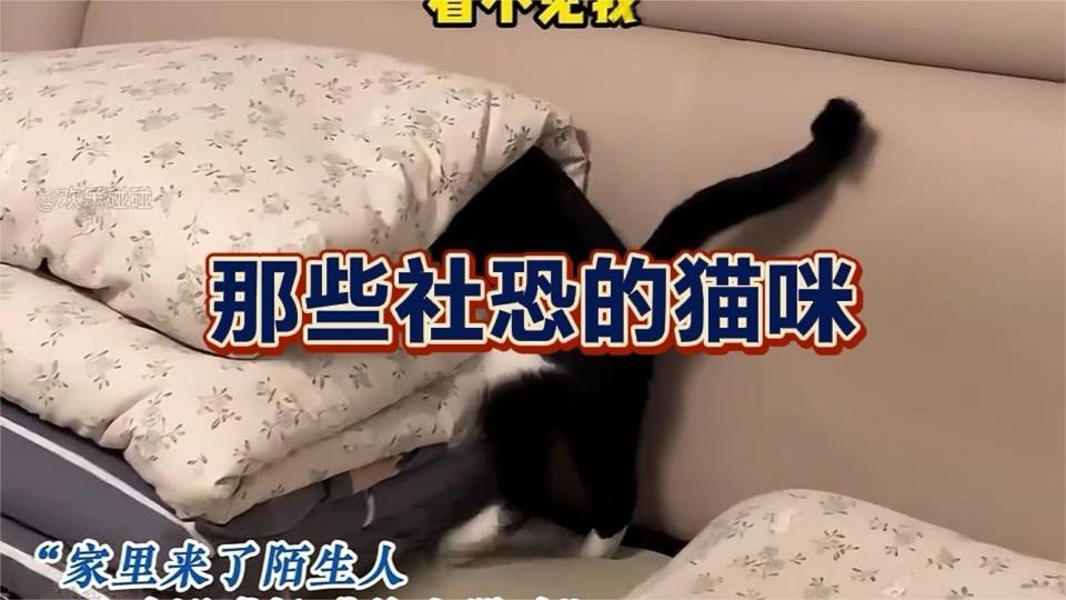 那些社恐的小猫咪，看见有陌生人在，嗖地一下就飞不见了！