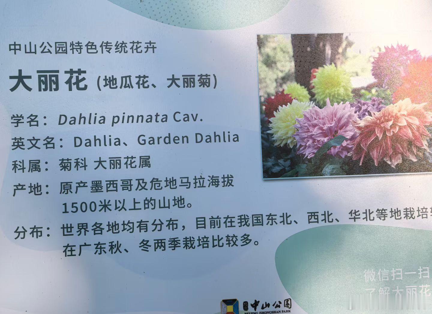 北京中山公园的大丽花。 ​​​