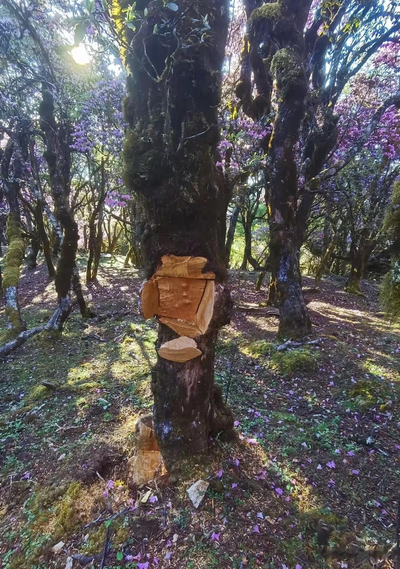 云南马耳山的原始森林，成片的高山杜鹃古树，树干上被硬生生割掉大块树瘤，有的被拦腰