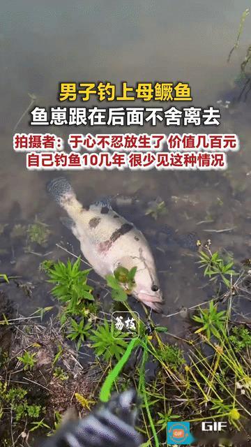 破防了！近日，河南信阳，一男子钓上一条七八斤重的母鳜鱼，本想把大鱼拴在水边上，准