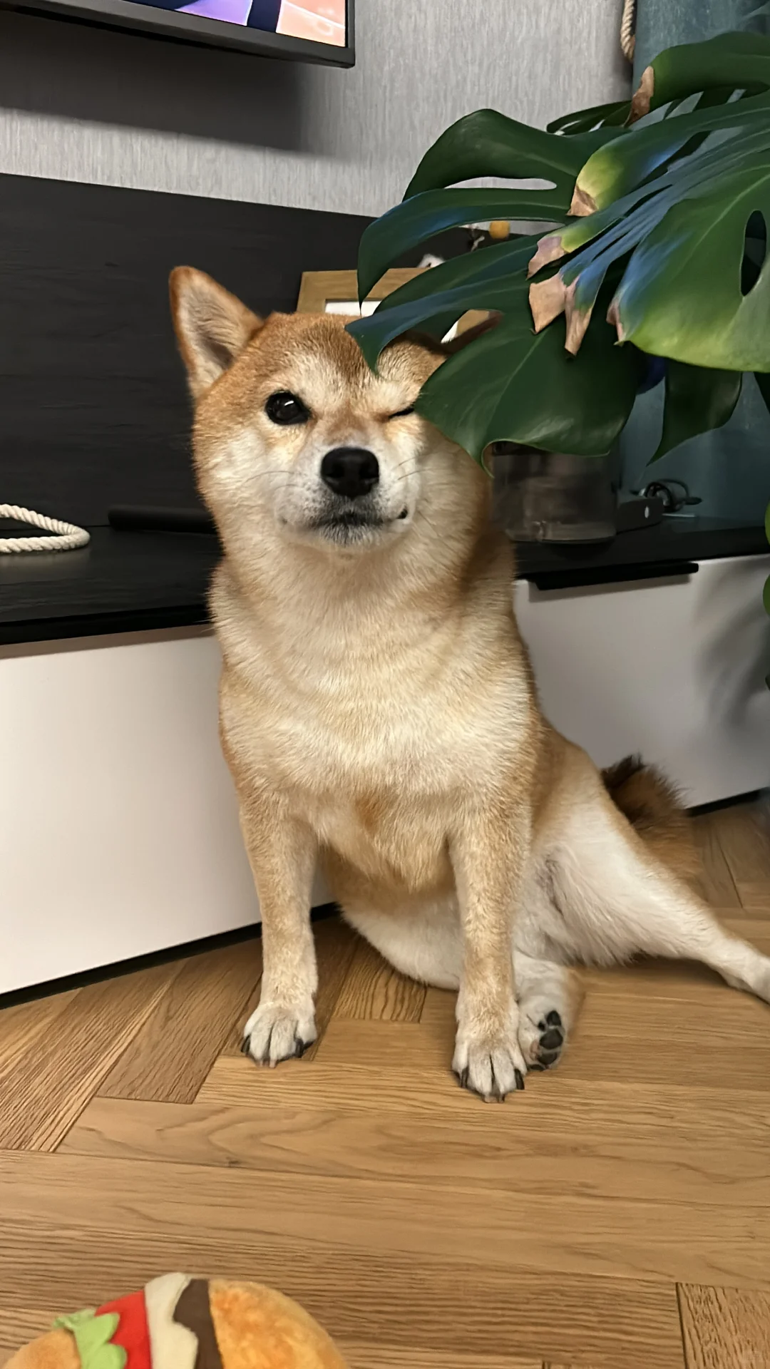 麻麻麻麻我的眼睛！