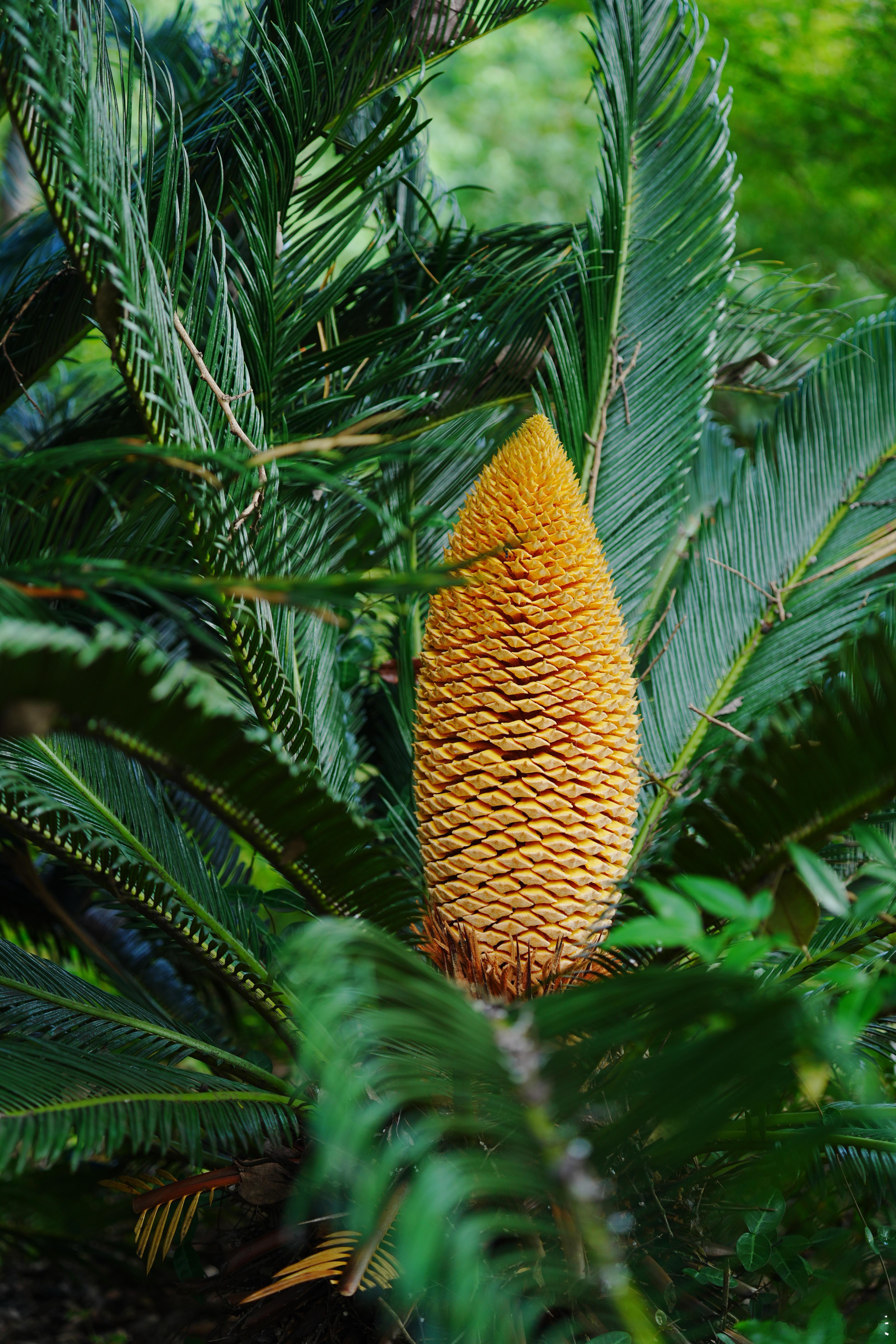 铁树开花蜗的摄影日记