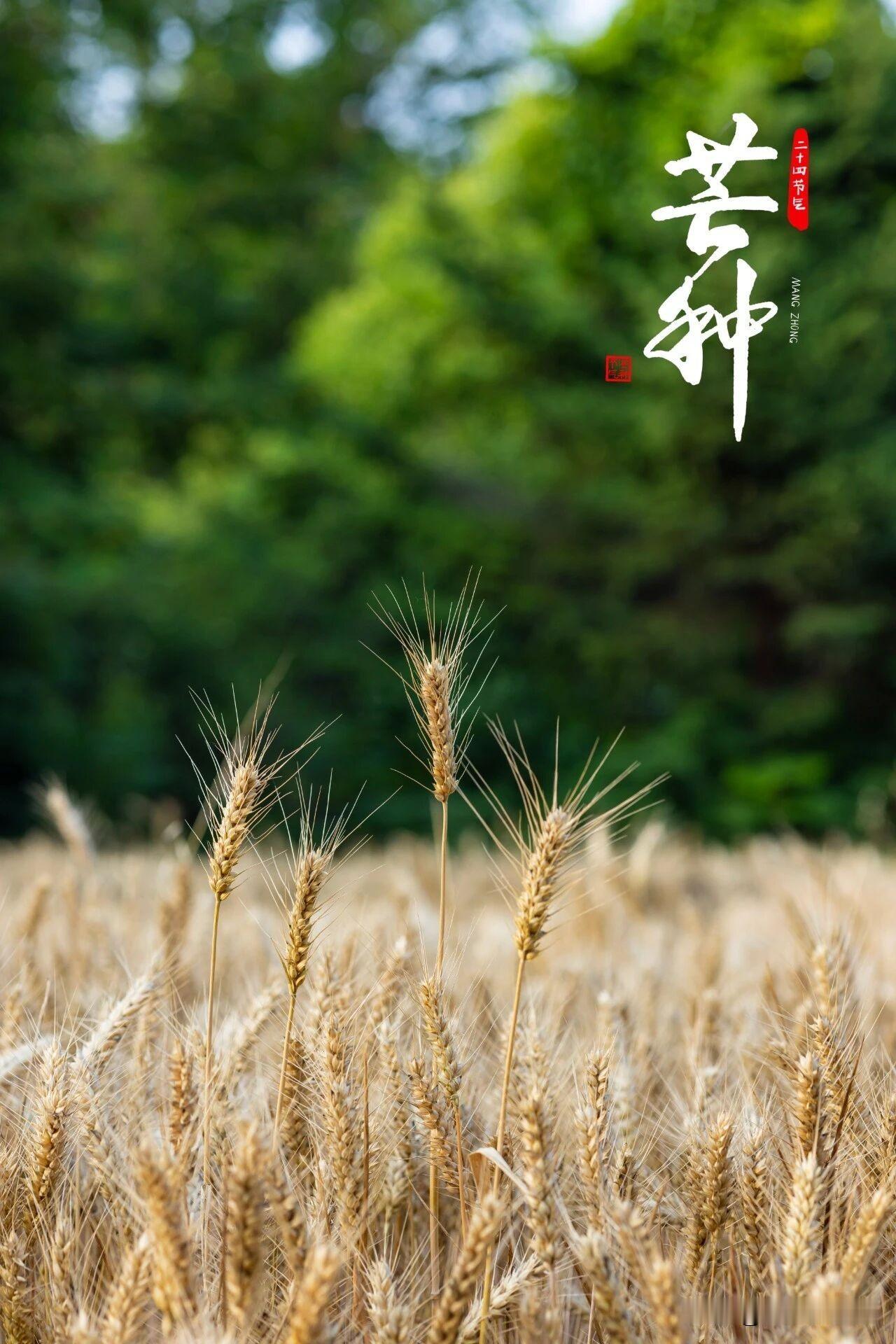 芒种，豫东麦浪