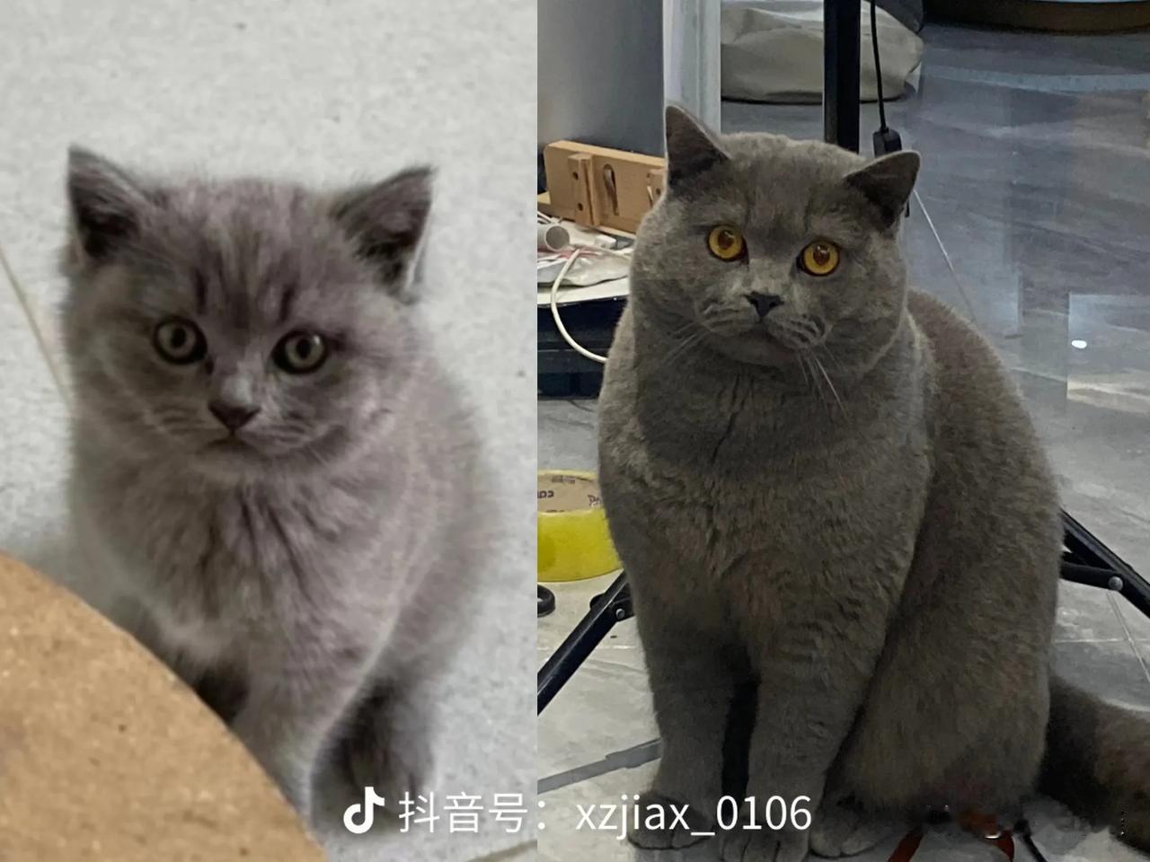 猫是治愈的，它总能在你最疲惫的时候给你力量