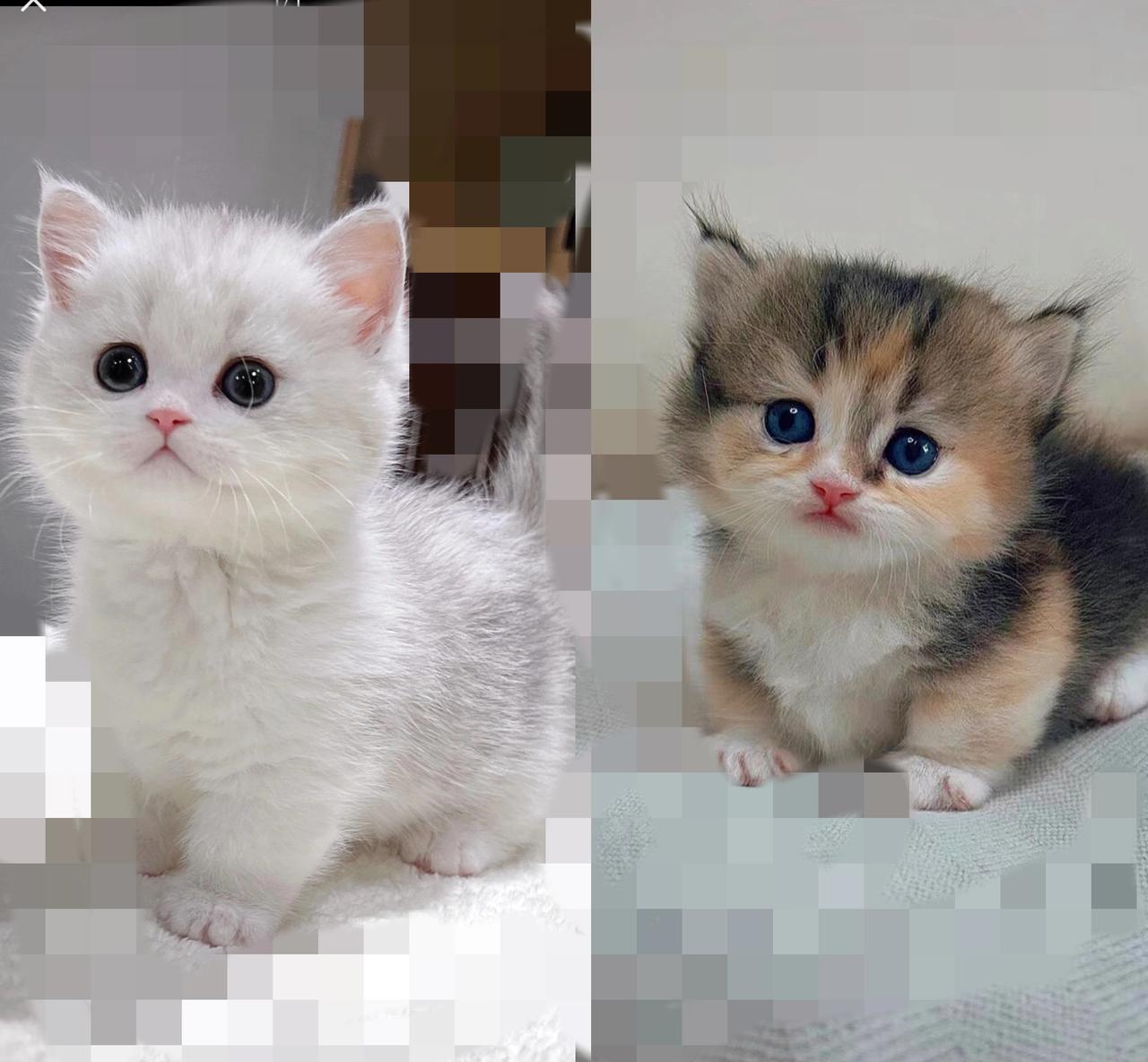 谁懂啊！
        附近流浪猫妈妈的俩娃居然自己从窝里爬出来探险了，一白一