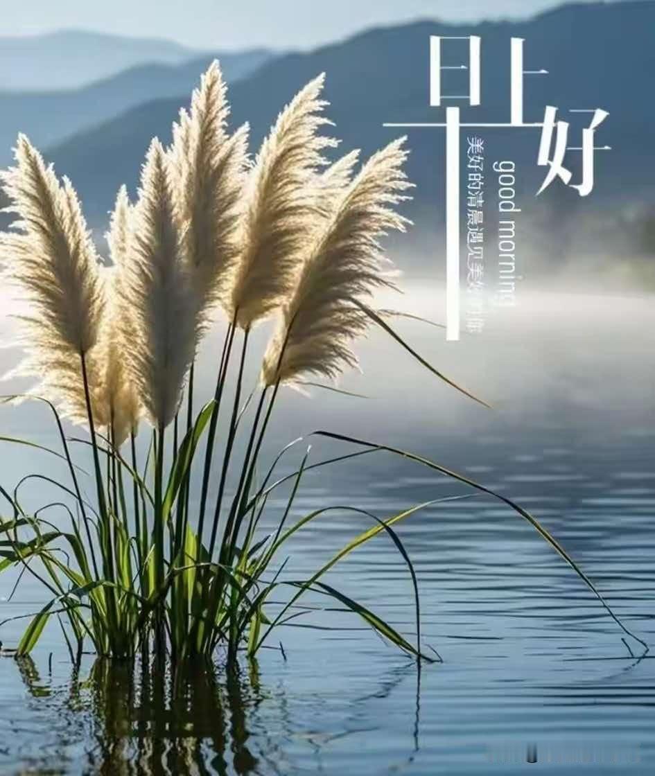 晨曦中的芦苇，美好一天的开始🌅🌿