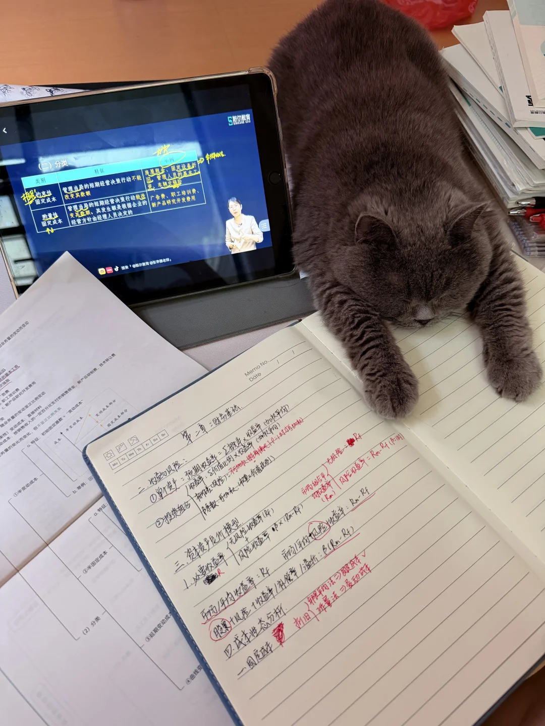 这是不是典型的学习差生🐈