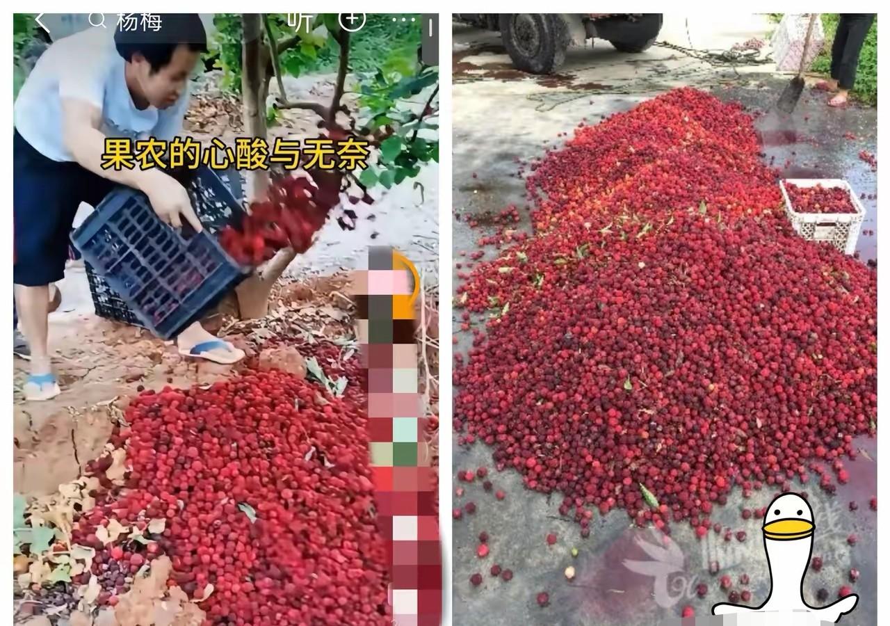 杨梅红了，

商贩却不敢吃，

谁在偷偷改味道？

最近福建漳州龙海的杨梅上市了