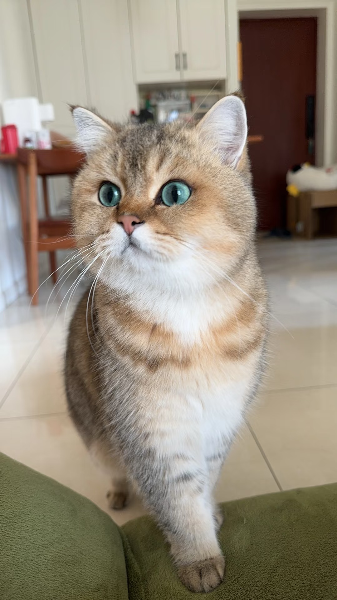 挑战全网眼睛最漂亮小猫咪