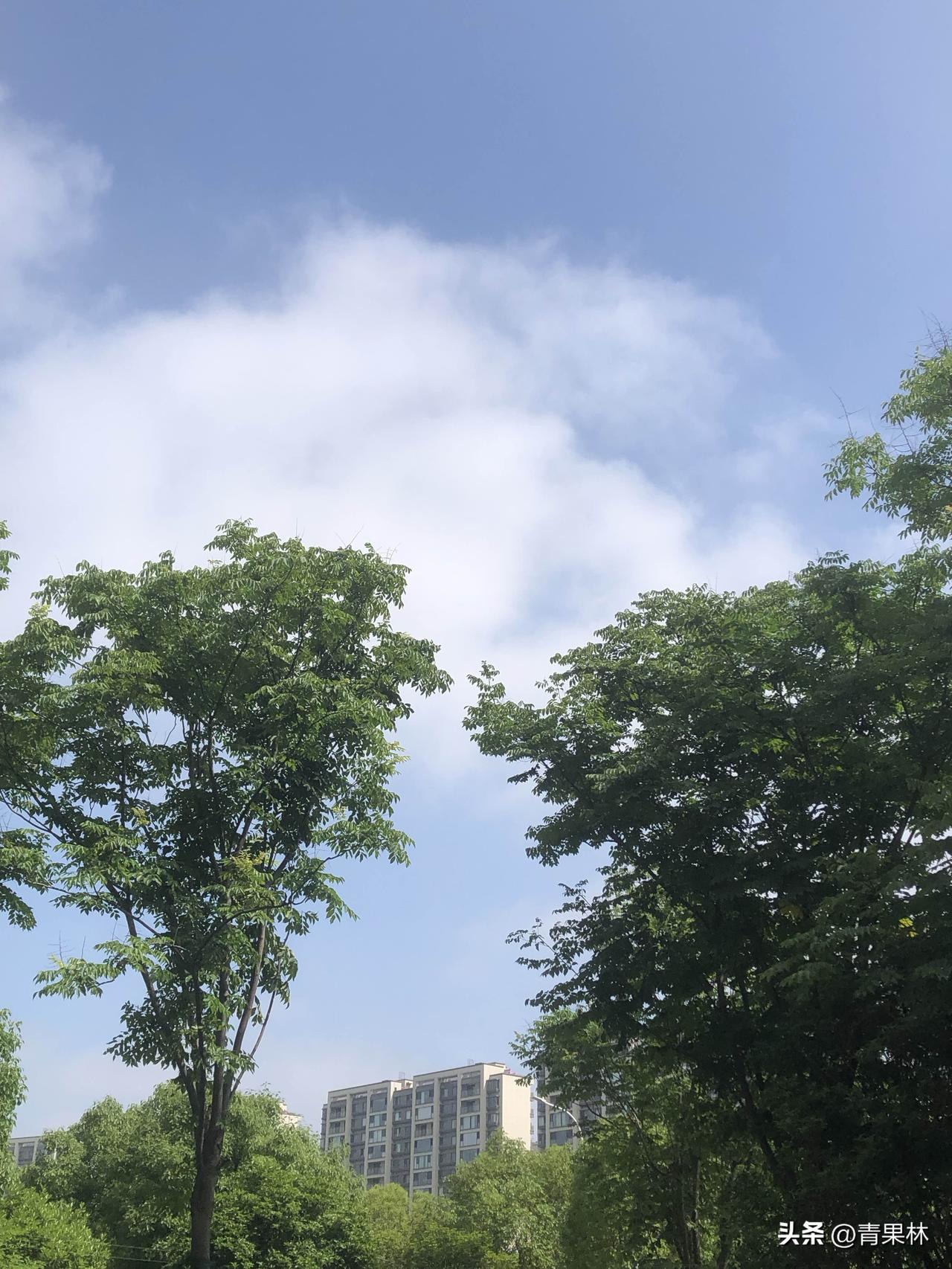 分享随手拍的景色早晨跑步随手拍下小区周边的日常风光，澄澈蓝天配着蓬松白云，绿树衬