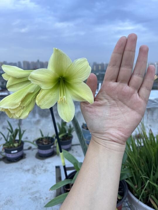 这是什么品种朱顶红啊？