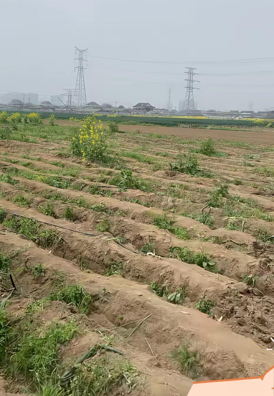 老天爷，电商还可以这样做
一男子卖竹笋，把链接挂到了网上，等有人下单，他就去村子