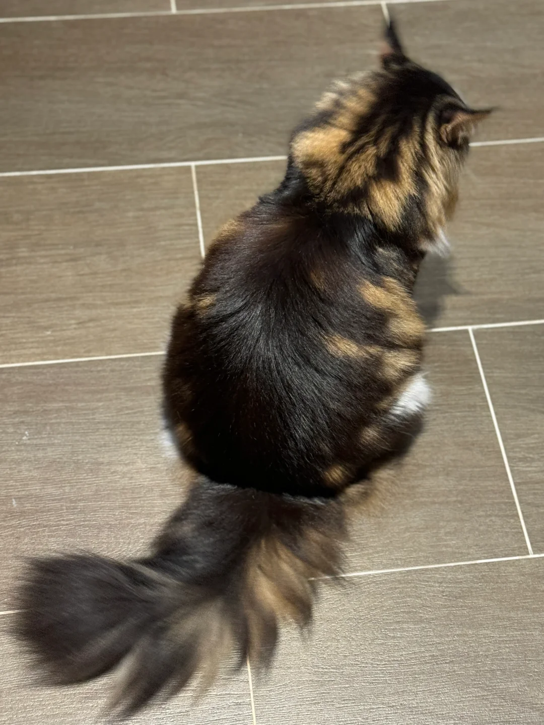小猫咪梳完毛，丝滑的舍不得摸