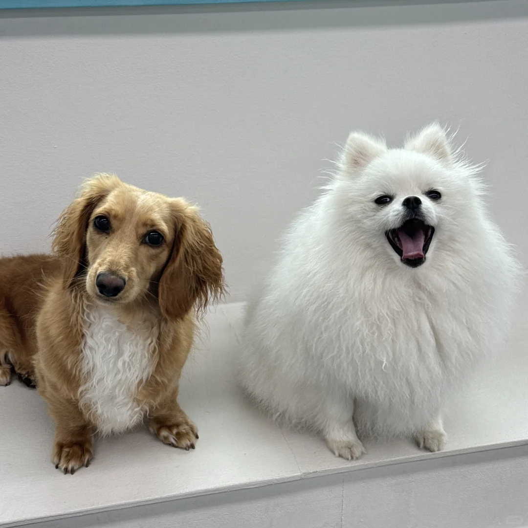 🐾宠物寄养新体验！延南洞멍타쿠