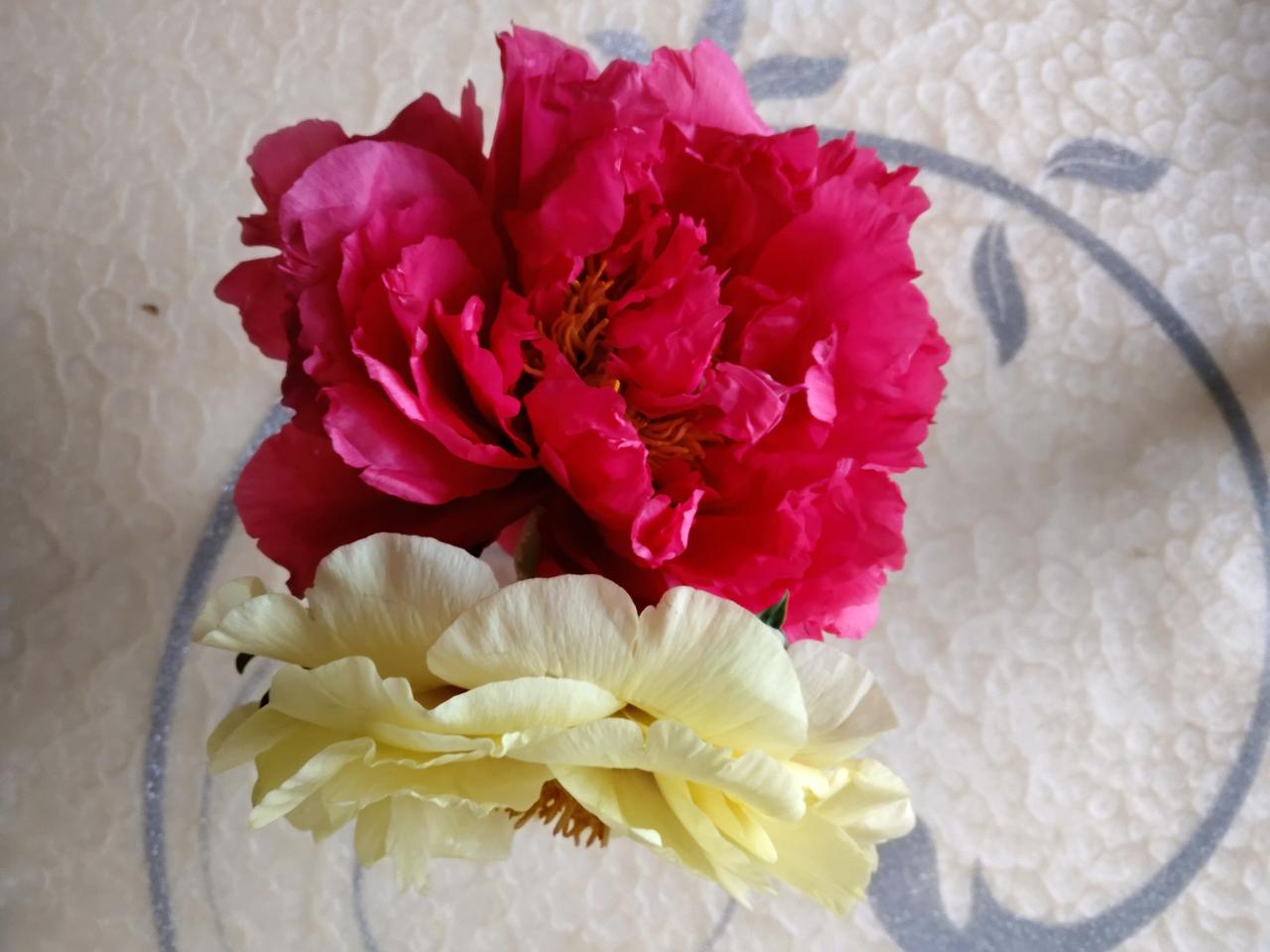 好大的牡丹花。

回到家了，我把从菏泽带回来的牡丹花，插在一个大点的瓶子里，真是