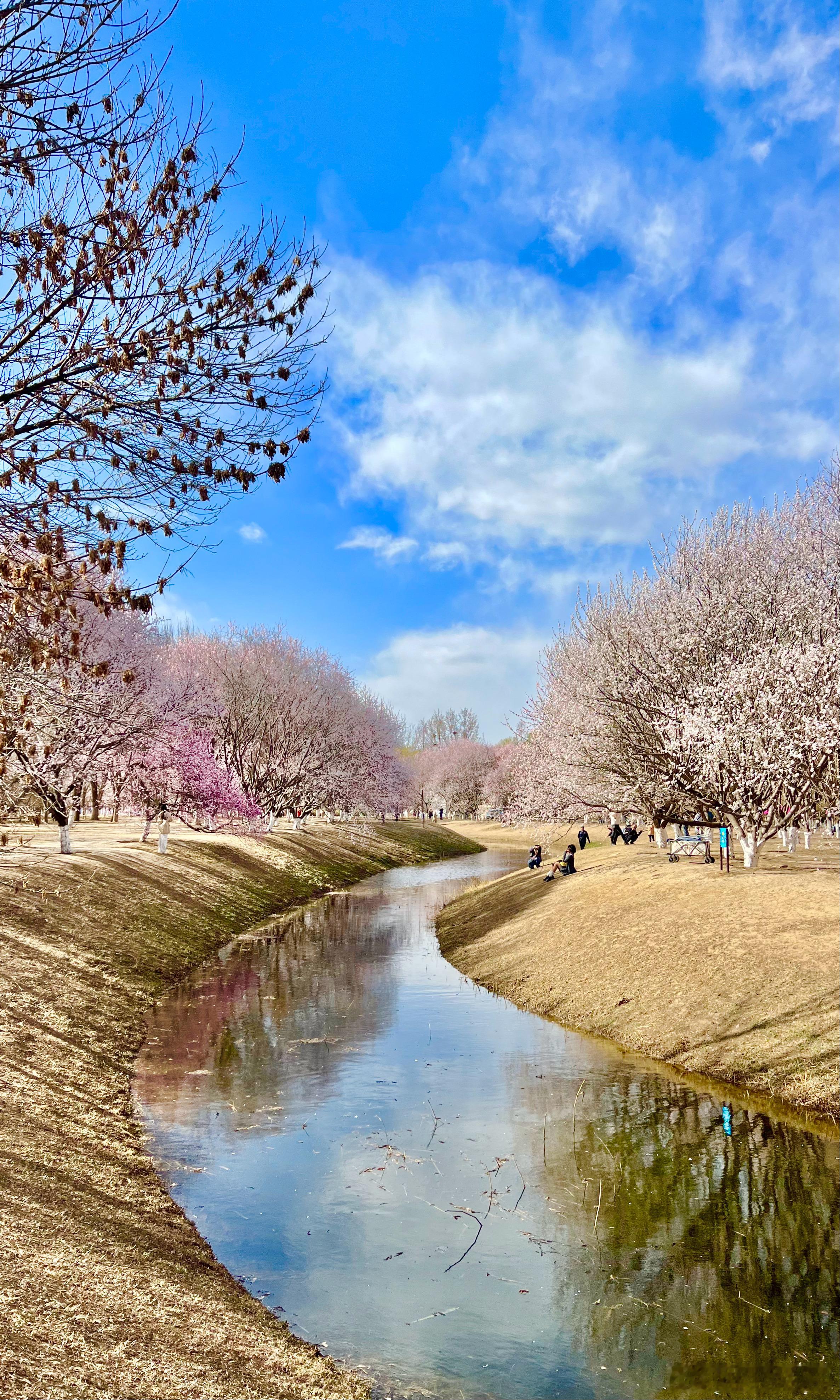 北京奥森北园 山桃花开摄影​​​