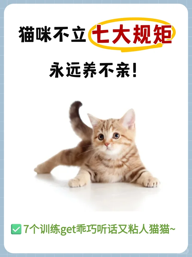 🔥 养猫必须立的“七大规矩”❗️否则养不亲