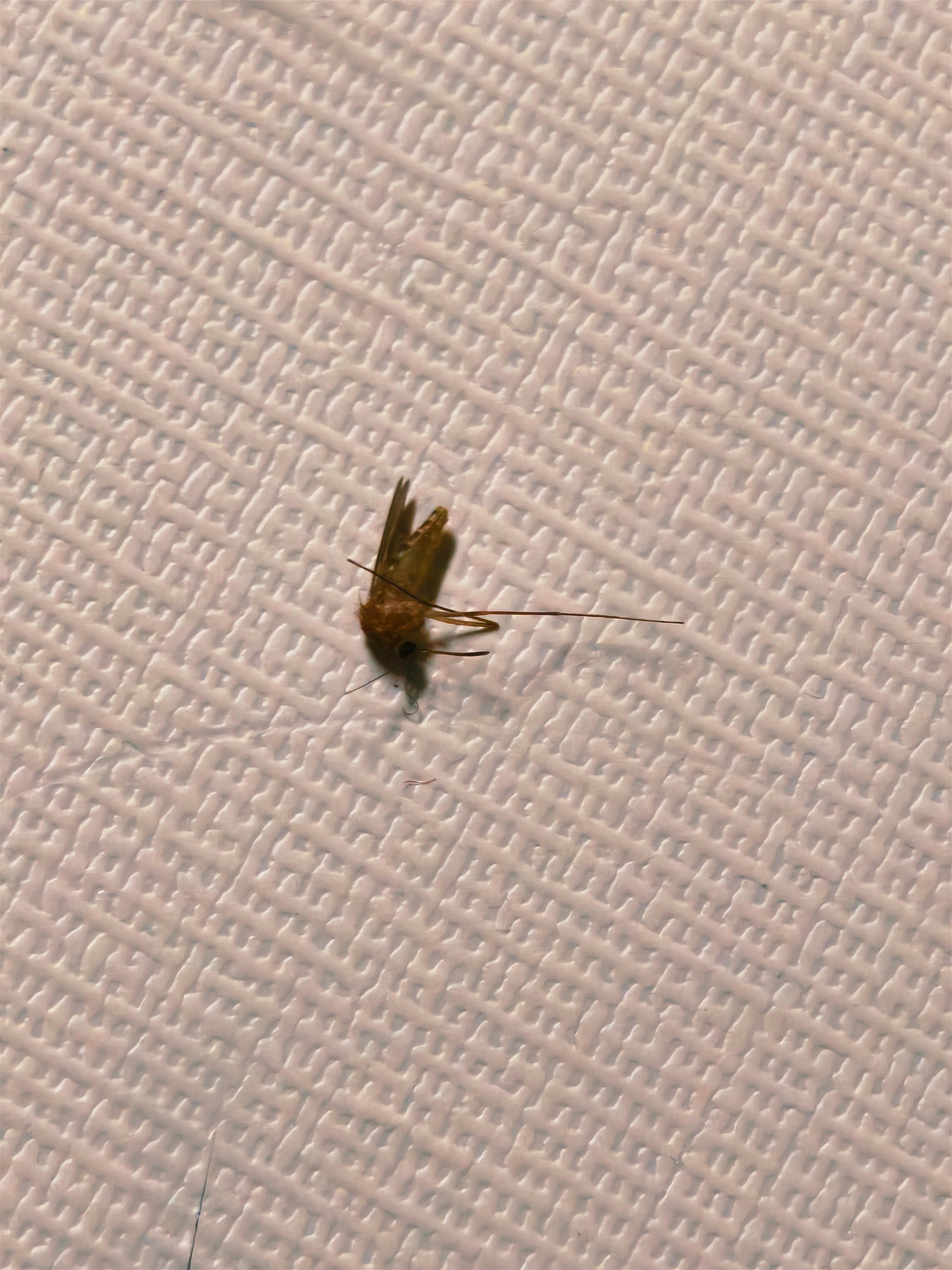 小样 被我迷晕了吧 