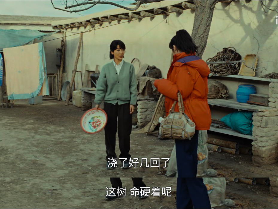 这树命硬着呢生命树开播