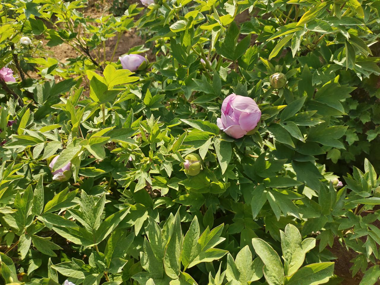 股民最大的痛苦是什么? 股民最大的痛苦，那可真是五花八门。就拿4月2日的A股来说