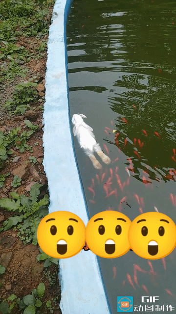 谁能想到！广东男子去公园救溺水小动物，凑​近一看竟然是兔​子在游泳。

之前总觉