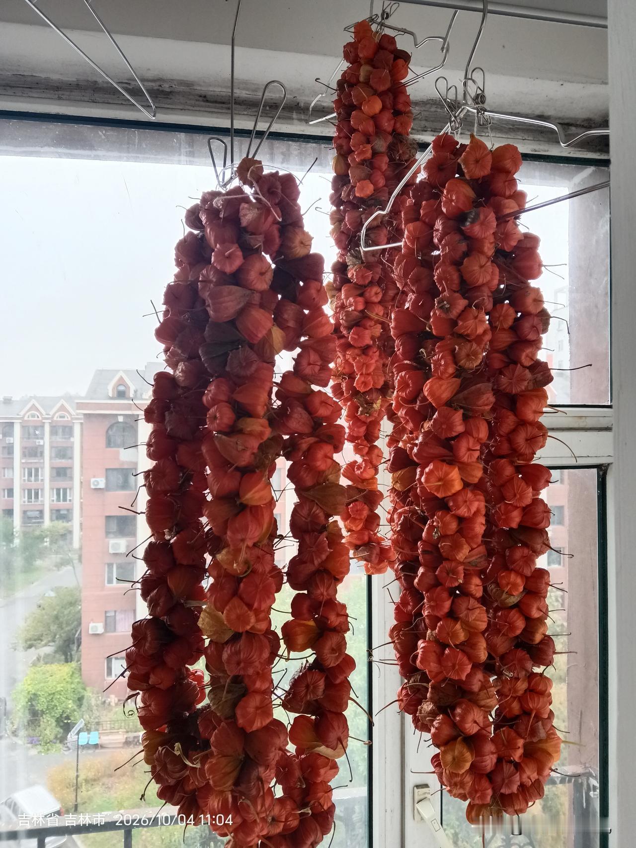 今年市场上卖红菇娘的有点少

 每年的秋天都会给老妈买些红菇娘当零食，酸酸甜甜的