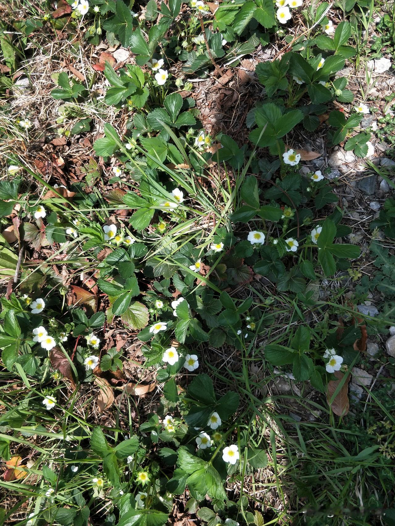 野花遍地开，春光满人间。