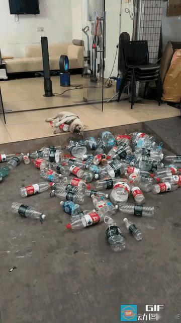 广东一狗狗痴迷捡空瓶，主人头疼又无奈
 
广东一男子养的狗狗有个特别的爱好——爱