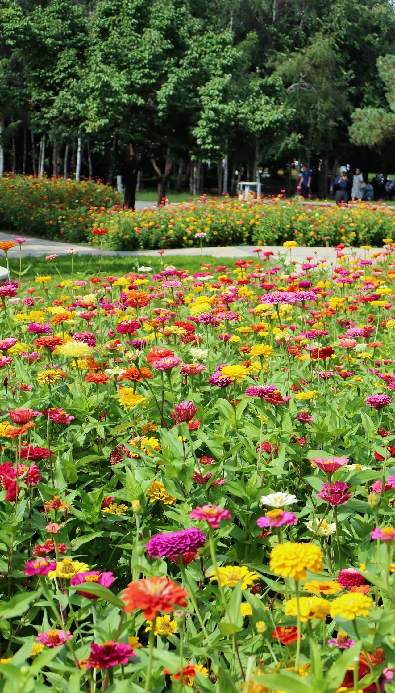 这花开的可真美呀🤭夏末盛开的花 长春公园