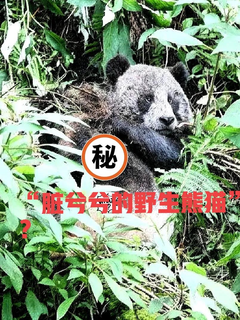 昨天那条“脏兮兮的野生熊猫”视频爆火上热搜，
我第一眼瞅见，还以为谁家吉祥物跑丢