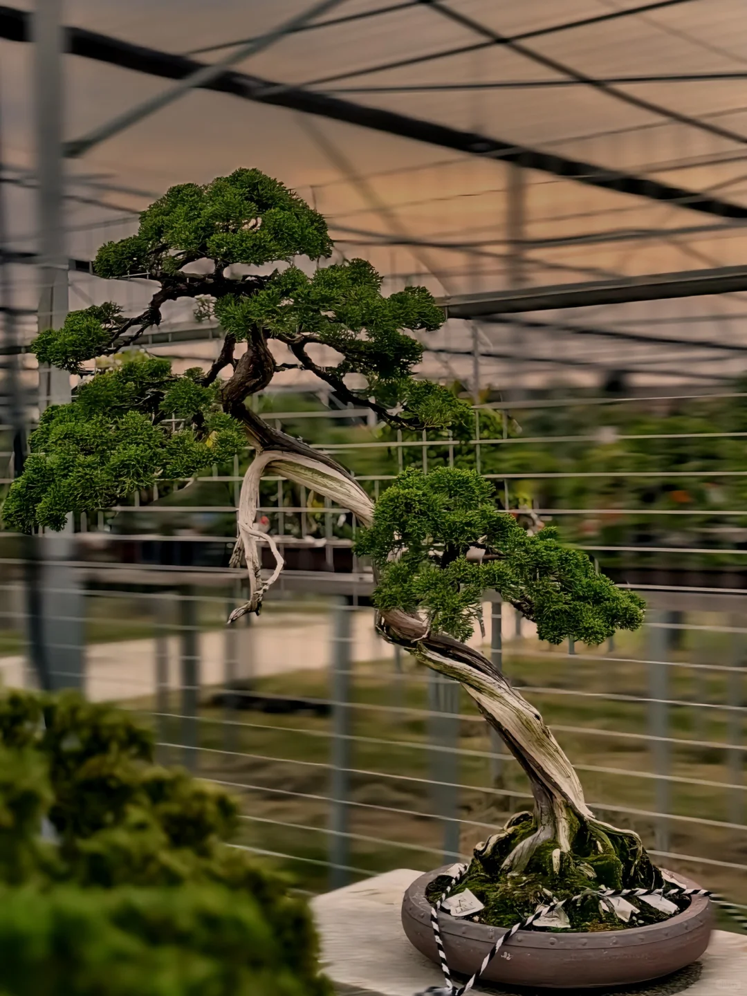 清高自洁 高而不傲 曲而不媚