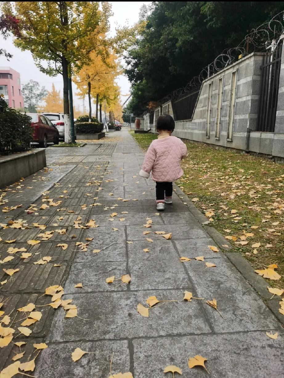秋风慢慢吹走夏日的燥热，生活里藏着一件温柔的小事。傍晚散步路过街边，落叶轻轻飘落