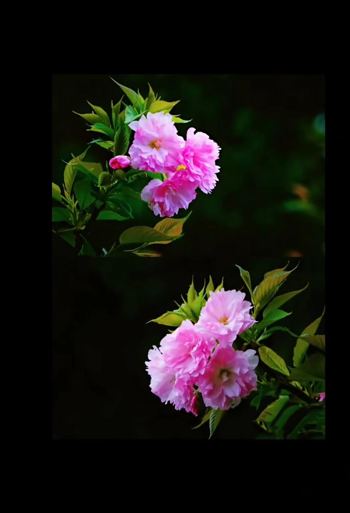 春是温暖，阳光灿烂；春是浪漫，鸟语花香；春是美满，彩蝶双双；春是团圆，鸿雁归来；