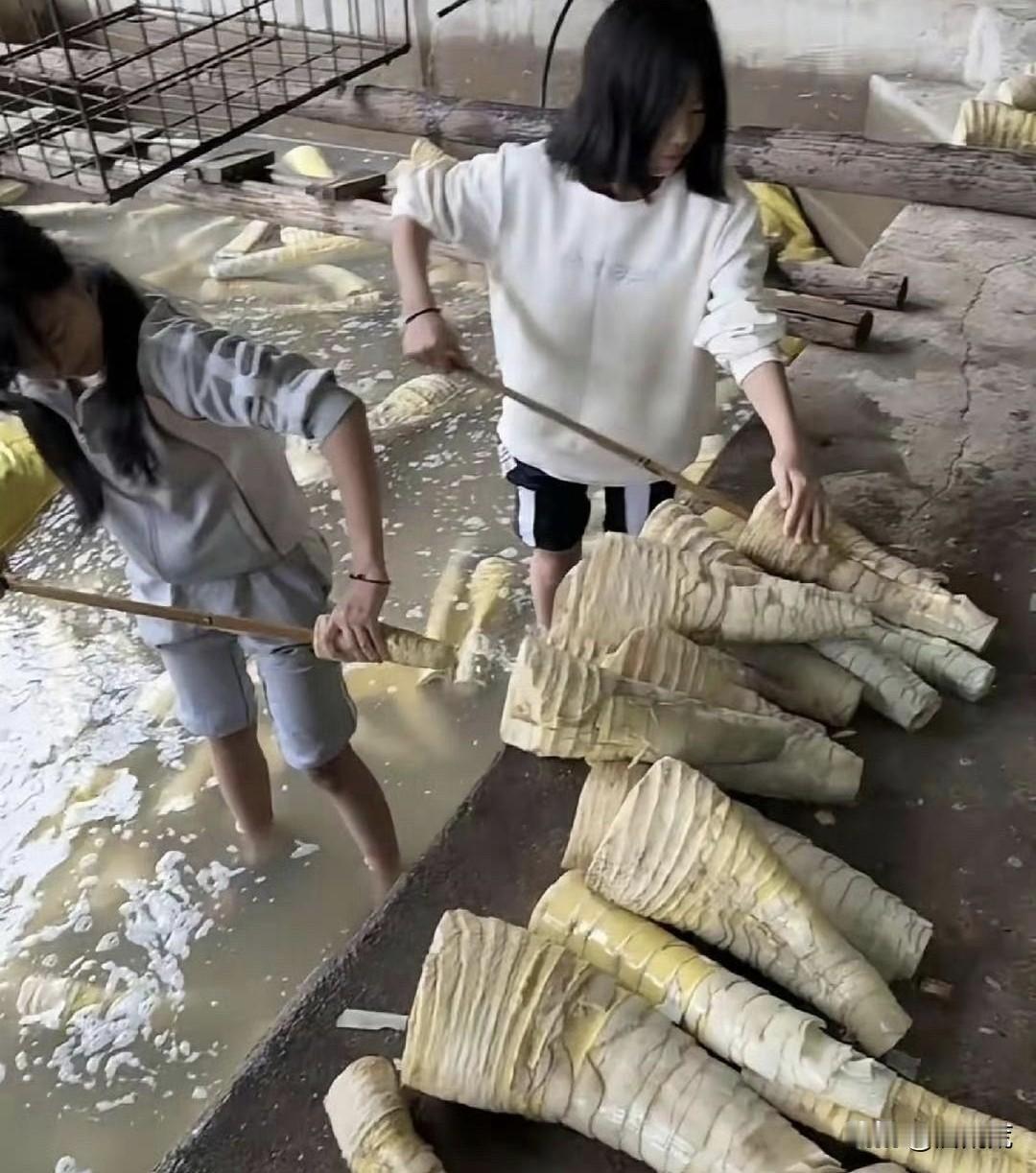 不要告诉我，螺蛳粉里面的酸笋是这样来的。看来很多食物不要看生产过程，不然没法吃！